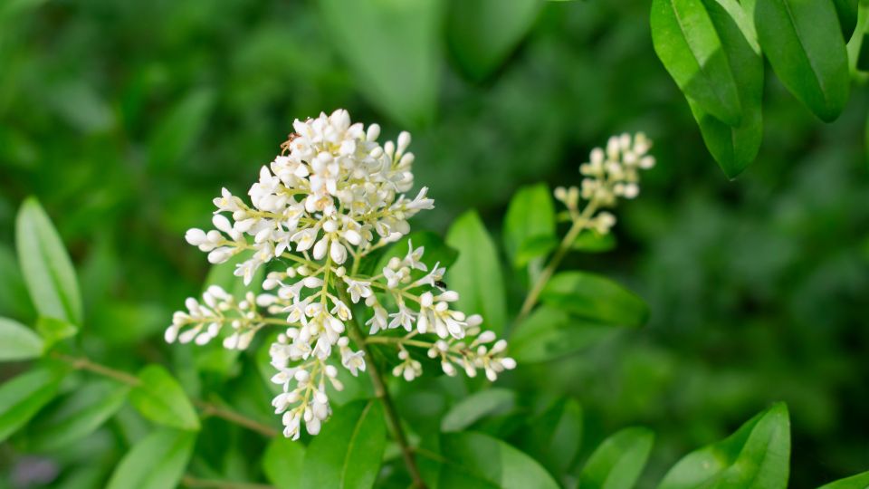 Fagyal Ligustrum vulgare 3