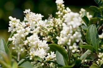 A fagyal virágai, fehér bimbók és zöld levelek között, napfényben ragyognak.