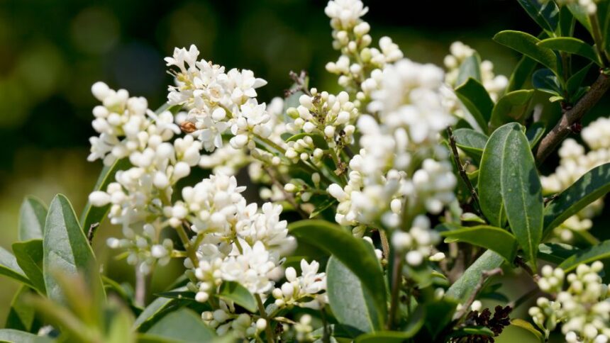 Fagyal Ligustrum vulgare