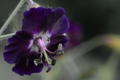 Fodros golyaorr Geranium phaeum