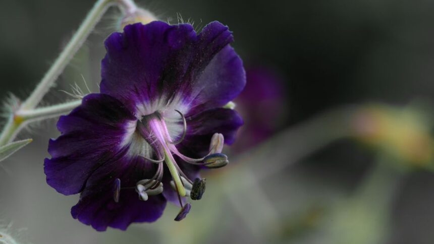 Fodros golyaorr Geranium phaeum
