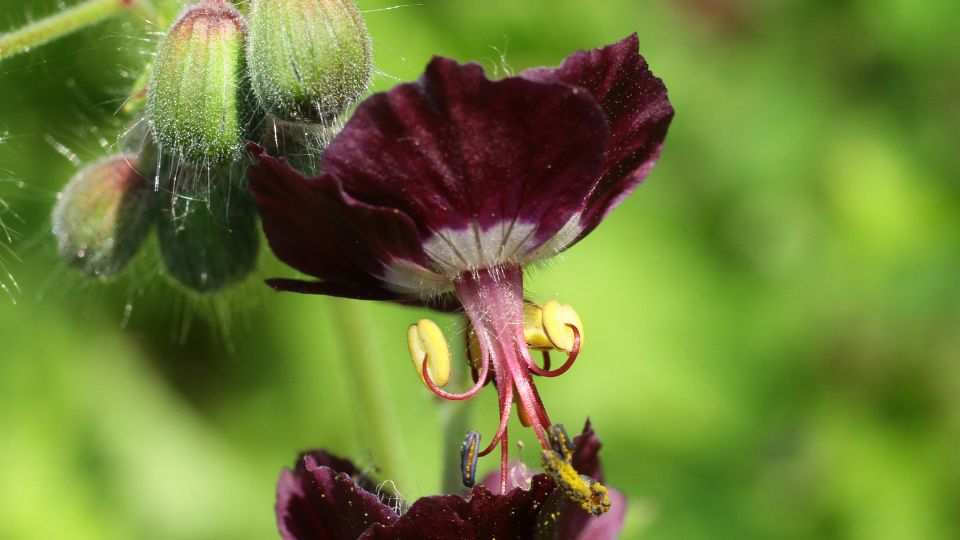 Fodros golyaorr Geranium phaeum 1