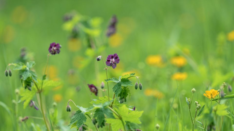 Fodros golyaorr Geranium phaeum 2