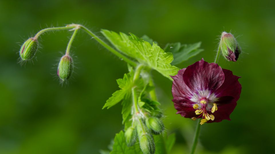 Fodros golyaorr Geranium phaeum 3