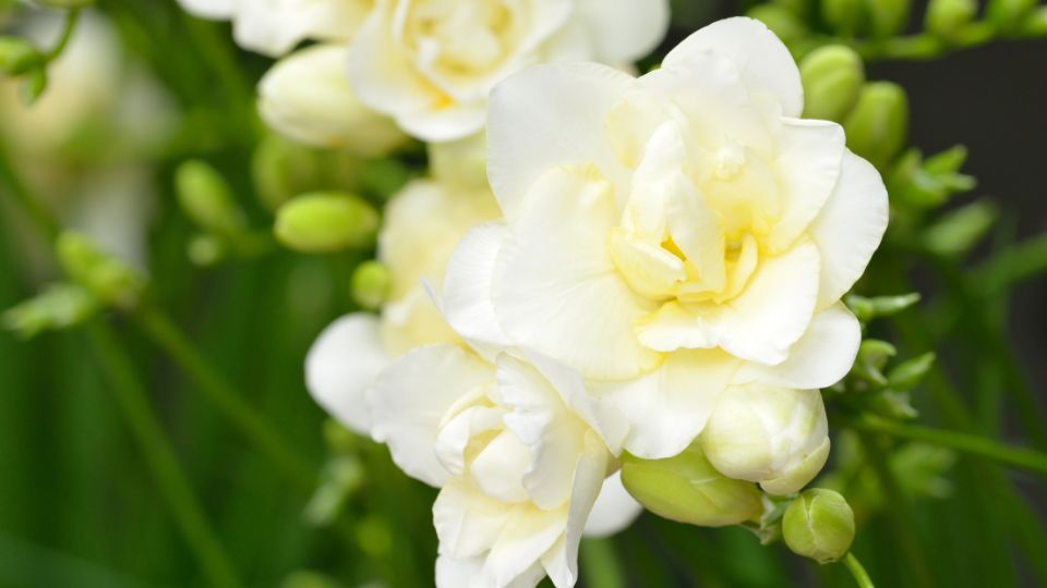 Frezia Freesia 1
