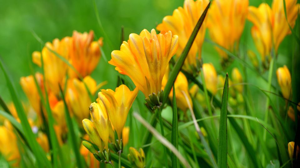 Frezia Freesia 3