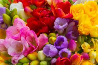 Színes frézia virágok elegye, vibráló árnyalatokban pompázik, örömteli látvány a kertbarátoknak.