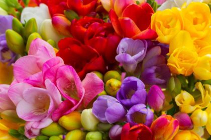 Frezia Freesia