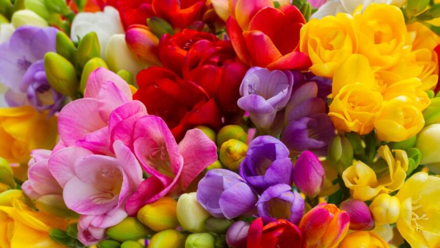 Frezia Freesia