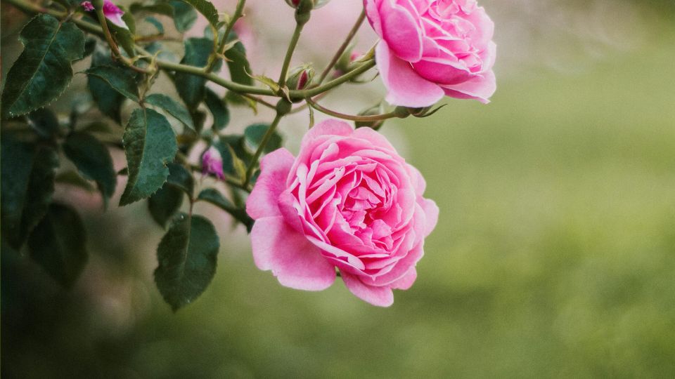 Futorozsa Rosa