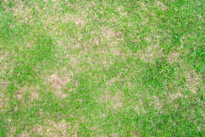 Fuzariumos foltossag Fusarium patch