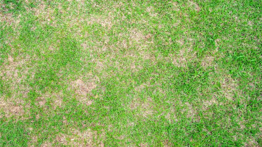 Fuzariumos foltossag Fusarium patch