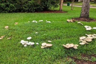 Zöld gyep gombákkal, kör alakú elrendezésben, barátságos kertképet idézve.