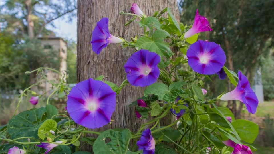 Hajnalka Ipomoea