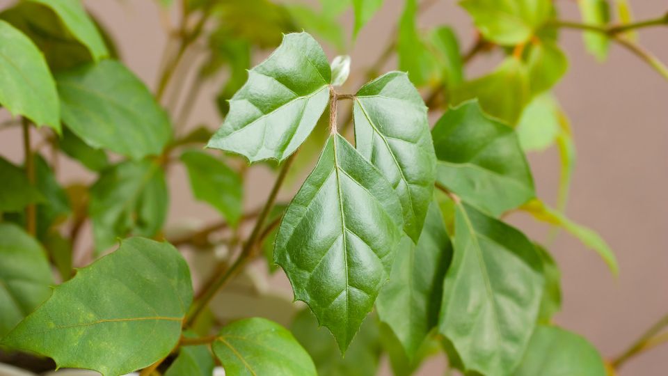 Harmaslevelu kuszoka Cissus rhombifolia 1
