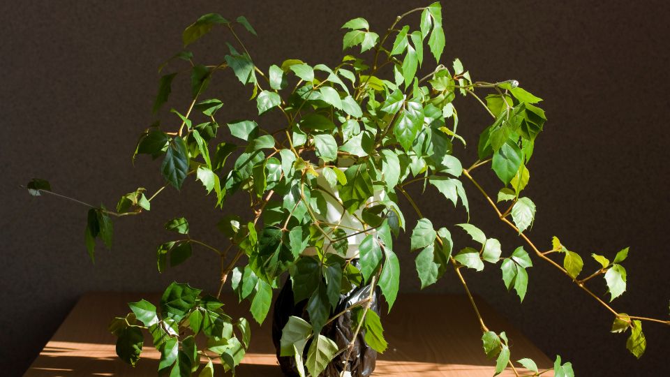 Harmaslevelu kuszoka Cissus rhombifolia 2