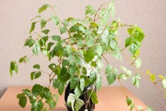 Hármaslevelű kúszóka dús zöld levelekkel egy szép cserépben, barátságos otthoni környezetben.