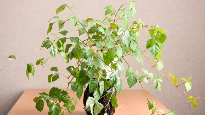 Harmaslevelu kuszoka Cissus rhombifolia