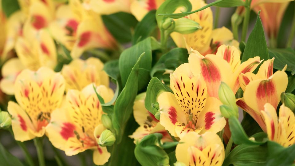 Inkaliliom Alstroemeria 1