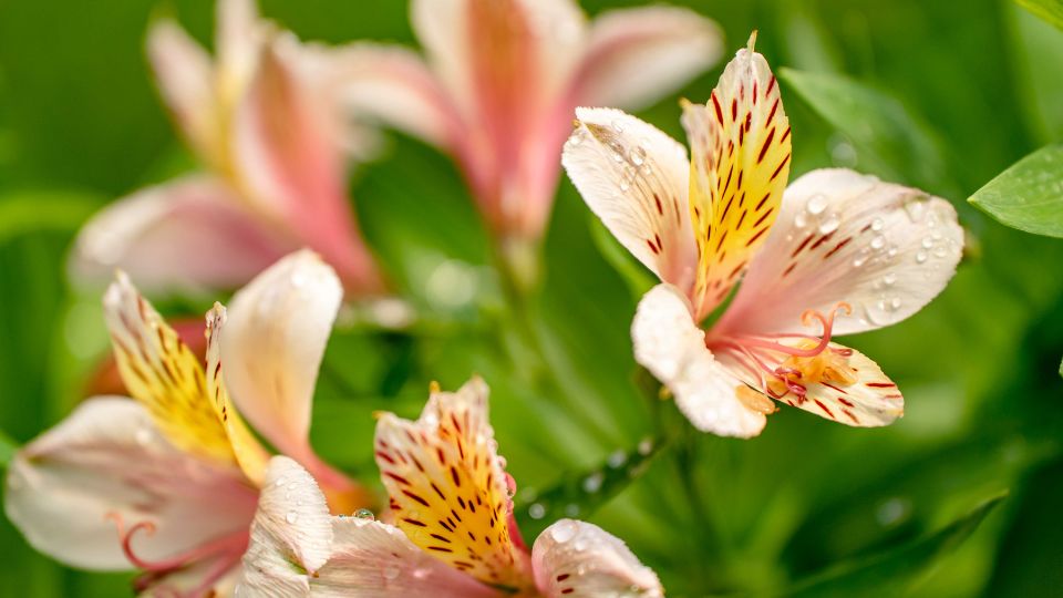 Inkaliliom Alstroemeria 2