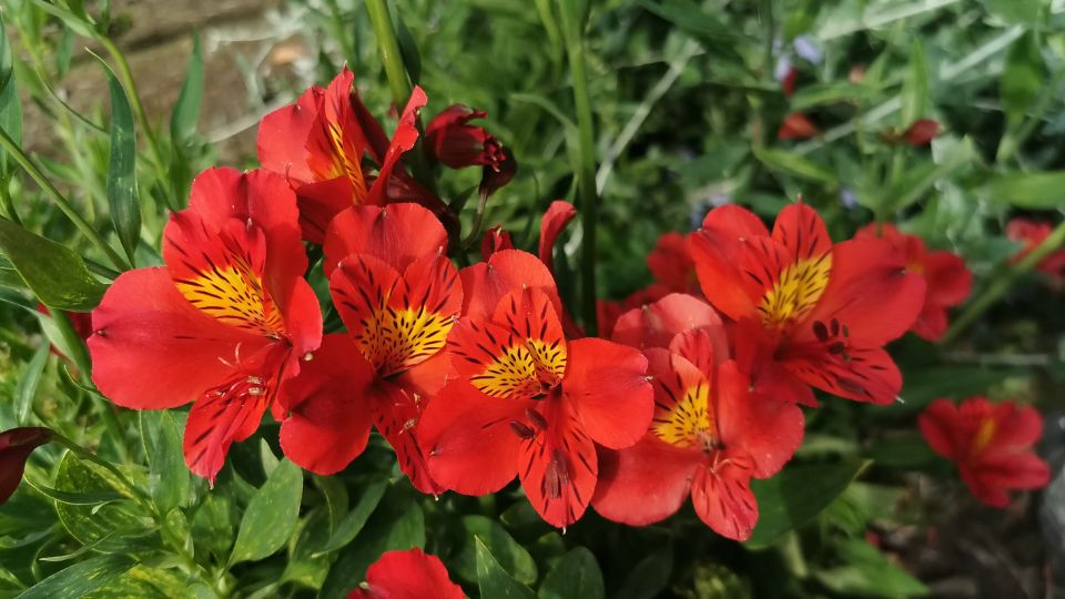 Inkaliliom Alstroemeria 3