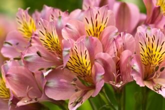 Rózsaszín Inkaliliom virágok közelről, gyönyörű mintázattal és zöld háttérrel.