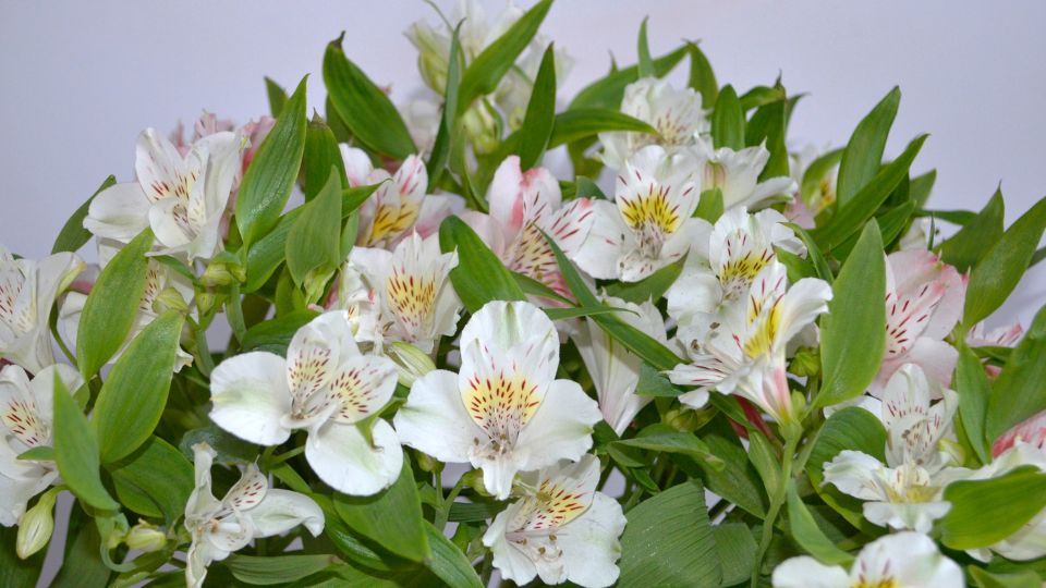 Inkaliliom Alstroemeria 4
