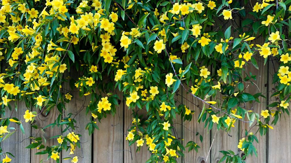 Jazmin Jasminum