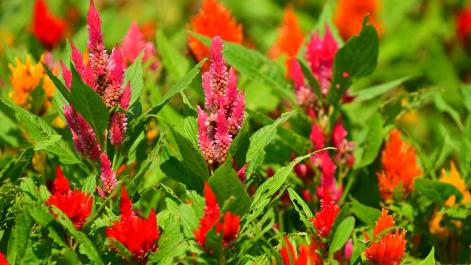 Kakastaréj (Celosia argentea)