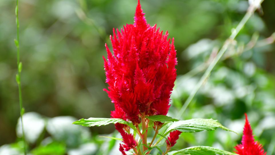 Kakastaréj (Celosia argentea)
