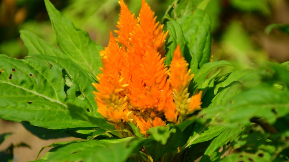 Kakastaréj (Celosia argentea)