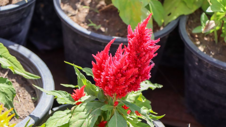 Kakastaréj (Celosia argentea)