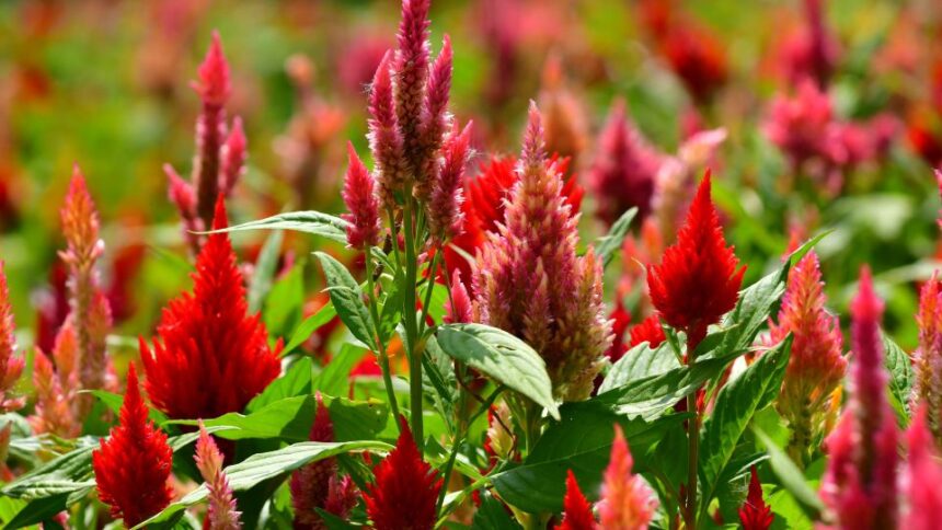 Kakastarej Celosia argentea
