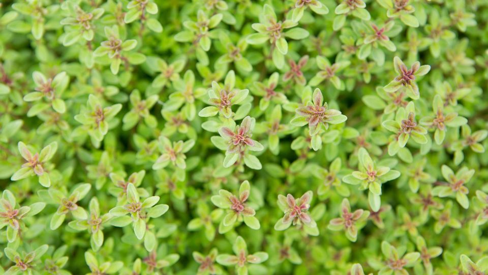 Kakukkfű (Thymus vulgaris)