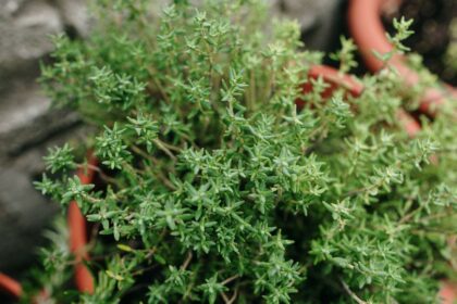 Kakukkfu Thymus vulgaris