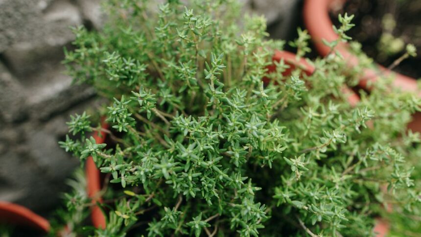 Kakukkfu Thymus vulgaris