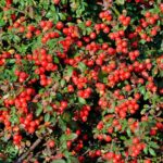 Kerti madarbirs Cotoneaster horizontalis