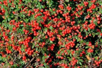 A kerti madárbirs sűrű, zöld levelű ágain piros bogyók pompáznak, élénk színfoltot adva a kertnek.