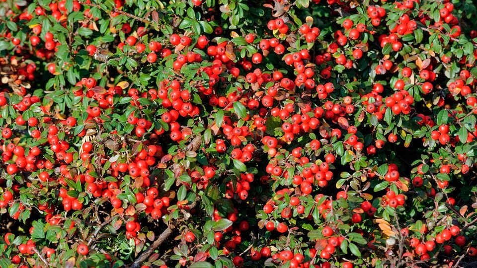 A kerti madárbirs sűrű, zöld levelű ágain piros bogyók pompáznak, élénk színfoltot adva a kertnek.