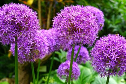 Kigyohagyma Allium scorodoprasum