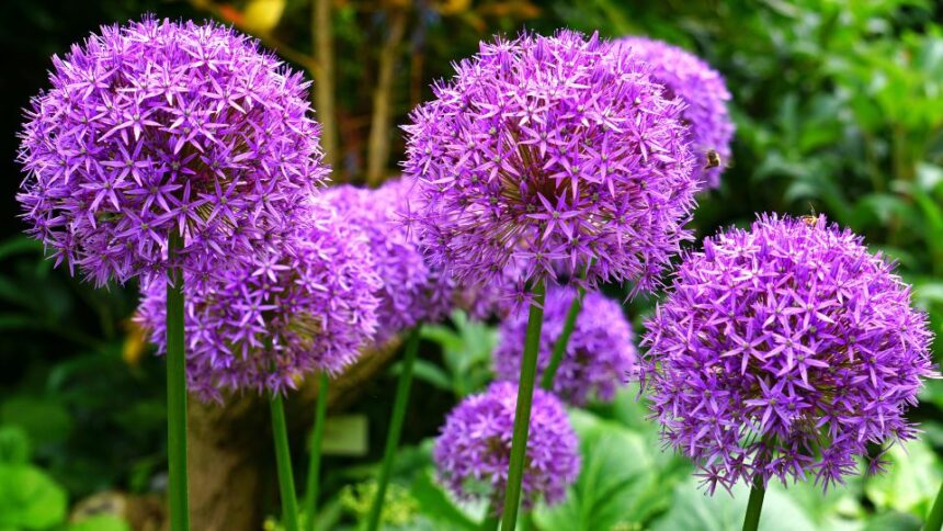 Kigyohagyma Allium scorodoprasum