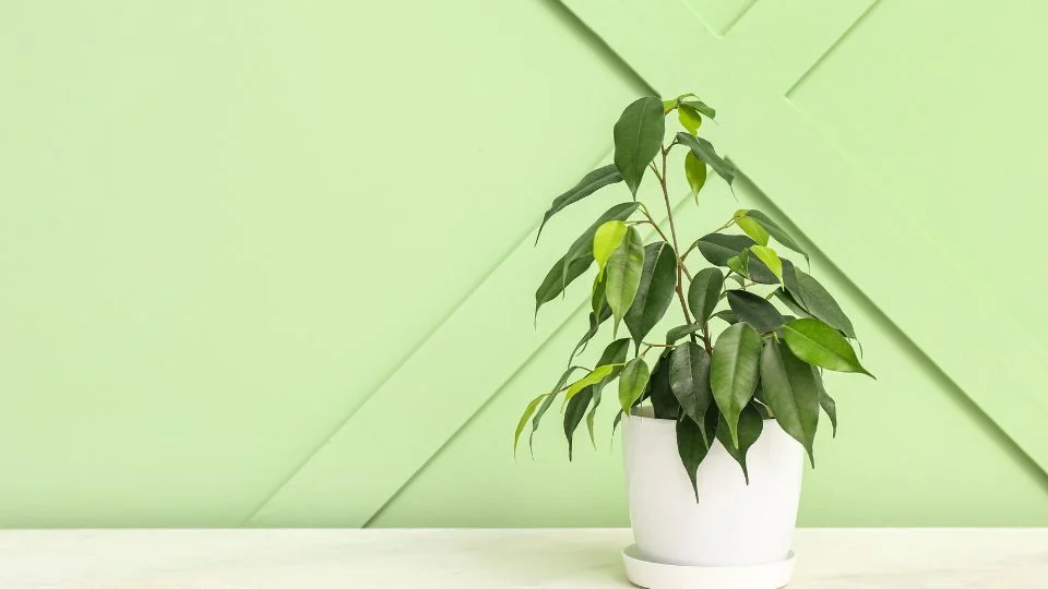 Kislevelű fikusz (Ficus benjamina) zöld fal előtt, fehér cserépben.