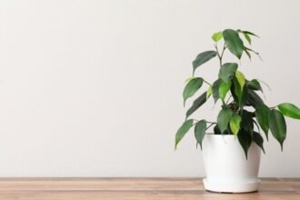 Egy kislevelű fikusz zöld levelekkel, fehér cserépben, világos háttér előtt.