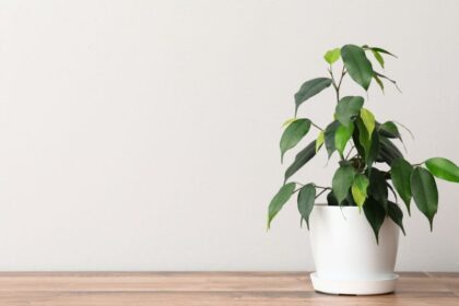 Kislevelu fikusz Ficus benjamina
