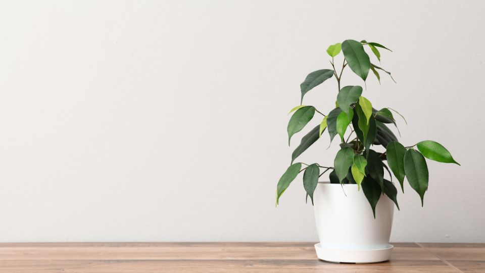 Kislevelu fikusz Ficus benjamina