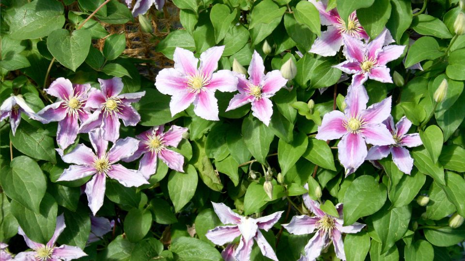 Klematisz Clematis