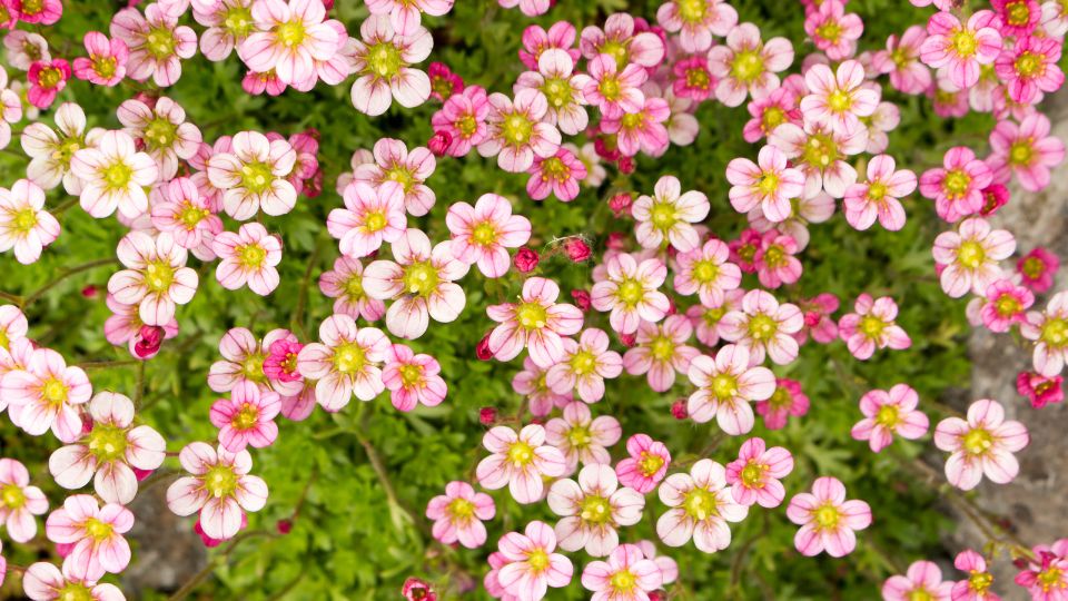 Kőtörőfű (Saxifraga)