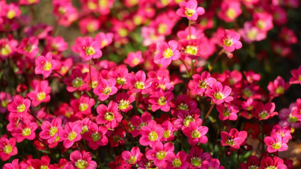 Kőtörőfű (Saxifraga)