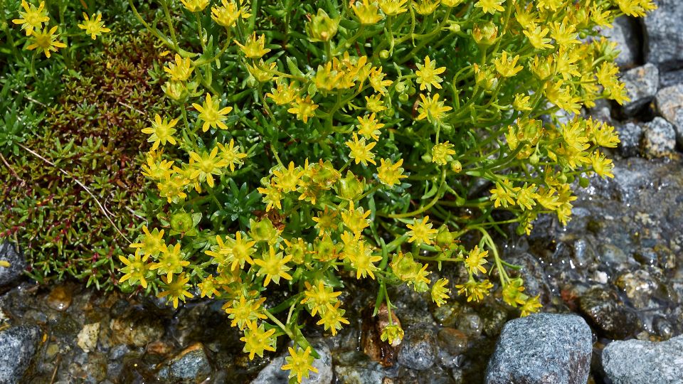 Kőtörőfű (Saxifraga)
