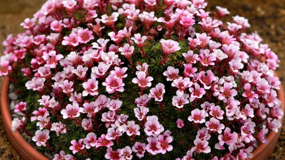 Kőtörőfű virágzó növény, tele rózsaszín virágokkal, cserépben.